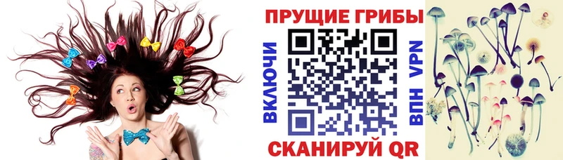 shop формула  Буйнакск  Псилоцибиновые грибы Psilocybe 